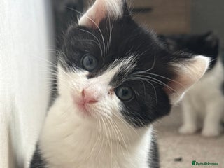 Domestic Shorthair cats - Advert 13