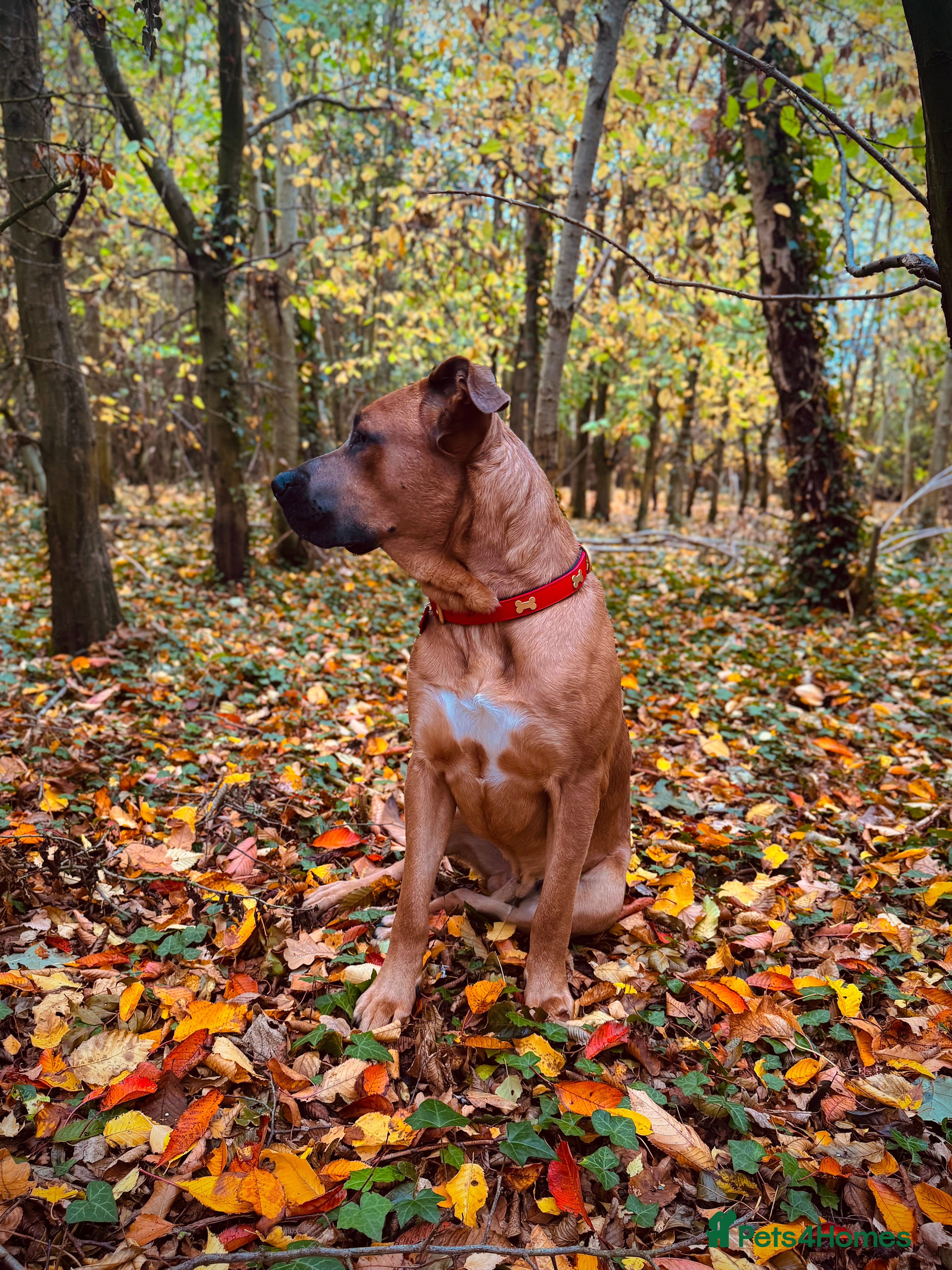 Mixed Breed dogs Bruno - 2YO Mastiff mix in Carlisle - Advert 1