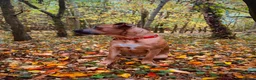 Mixed Breed dogs for sale: Bruno - 2YO Mastiff mix - Advert 1