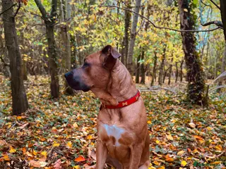 Mixed Breed dogs Bruno - 2YO Mastiff mix in Carlisle - Advert 1