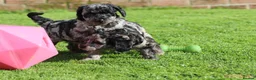 Cockapoo dogs for sale: Beautiful Cockapoo puppies for sale  - Advert 20