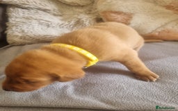 Labrador Retriever dogs for sale: ONLY 1 BOY LEFT Fox Red Labrador Retriever Puppies - Image 11