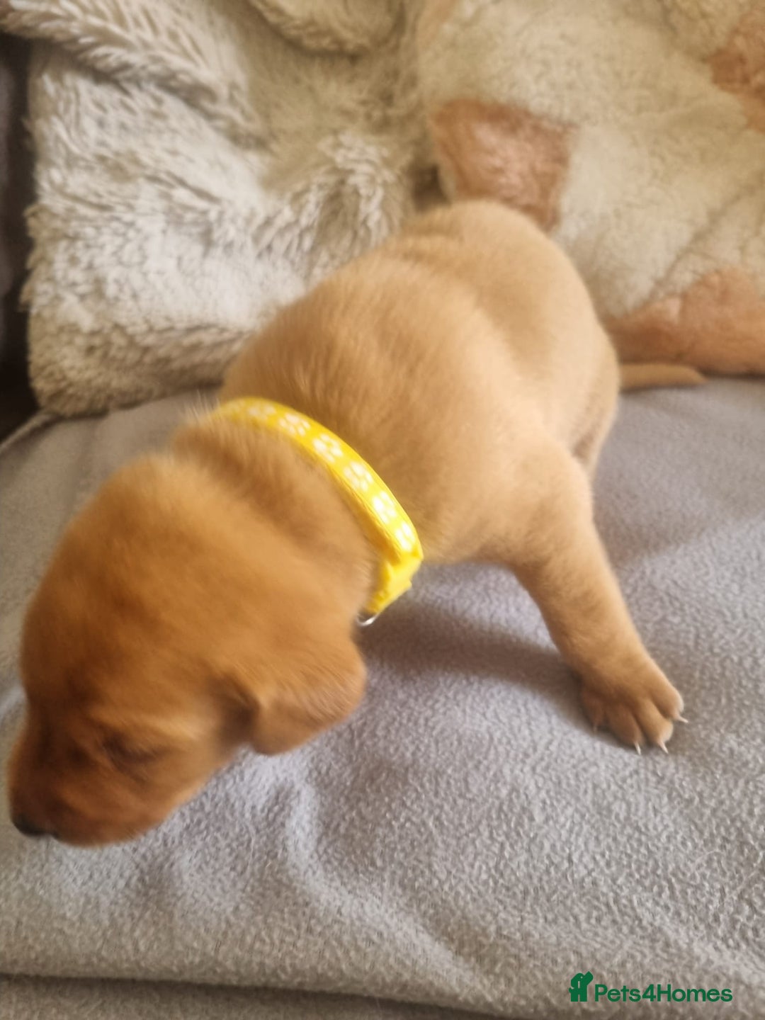 Labrador Retriever dogs for sale: ONLY 1 BOY LEFT Fox Red Labrador Retriever Puppies - Image 11