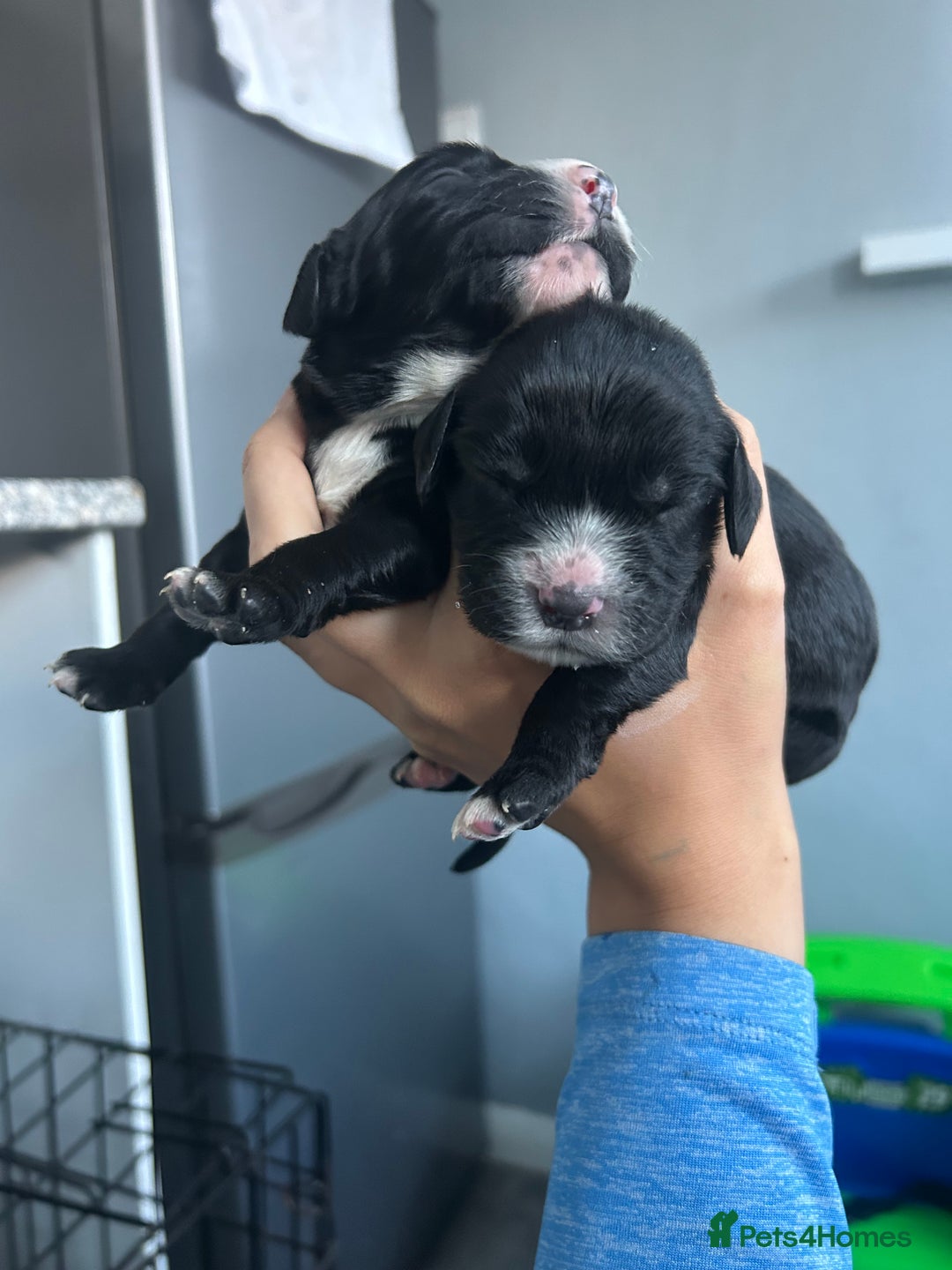 Cocker Spaniel dogs for sale: Cocker spaniel puppies  - Image 8