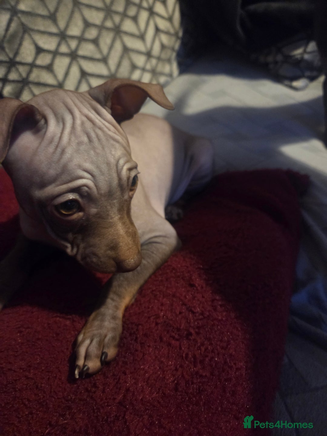 Mexican Hairless dogs for sale: American hairless terrier  - Advert 3