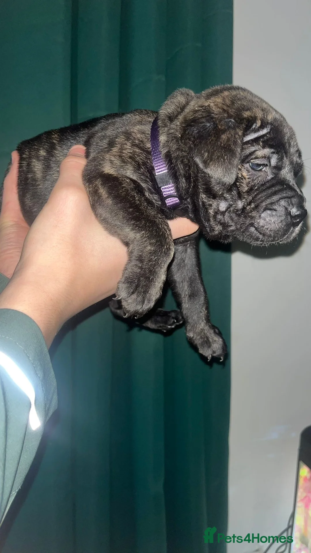 Mixed Breed dogs for sale: Came corso stuffy mix - Advert 2