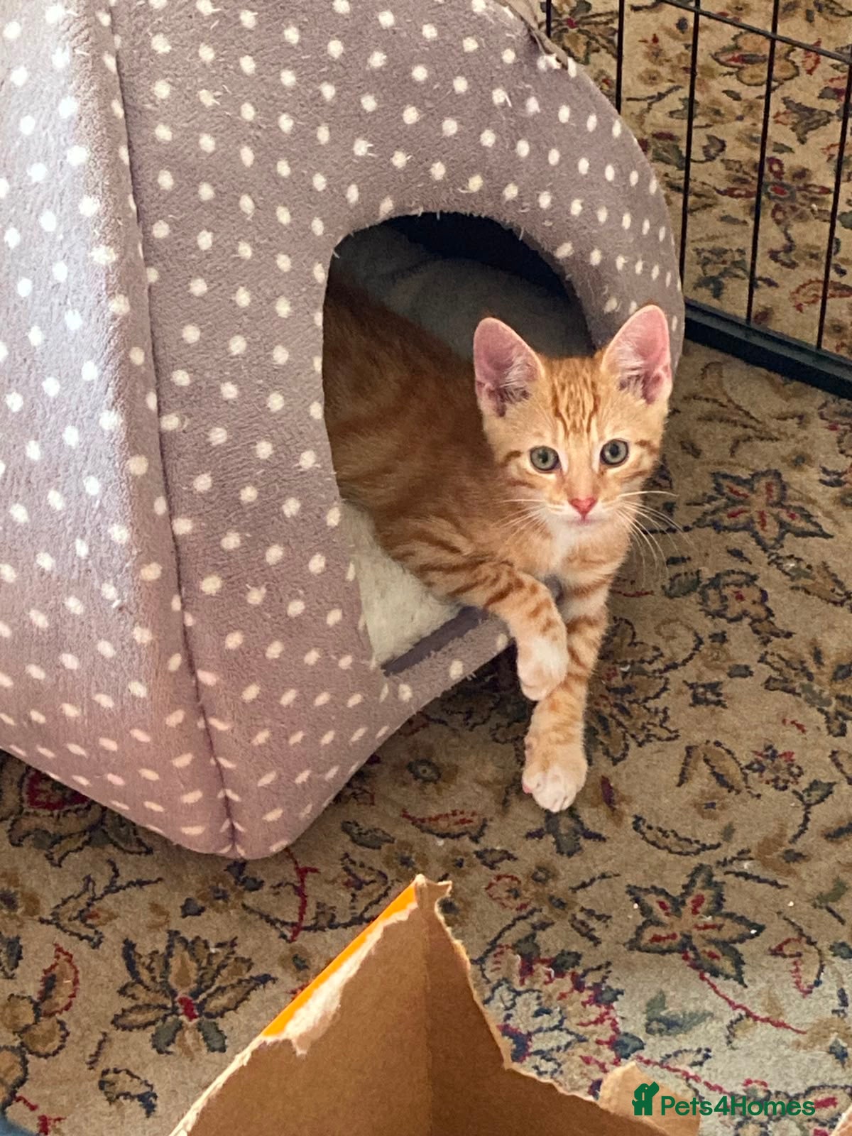 Mixed Breed cats Beautiful mixed breed kittens short haired  - Advert 1