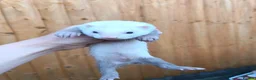 Ferret rodents for sale: Ferret kits for sale - Advert 4