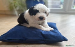 Sheepadoodle dogs for sale: Sheepadoodle Puppies -4 Female, 3 Male - Image 12