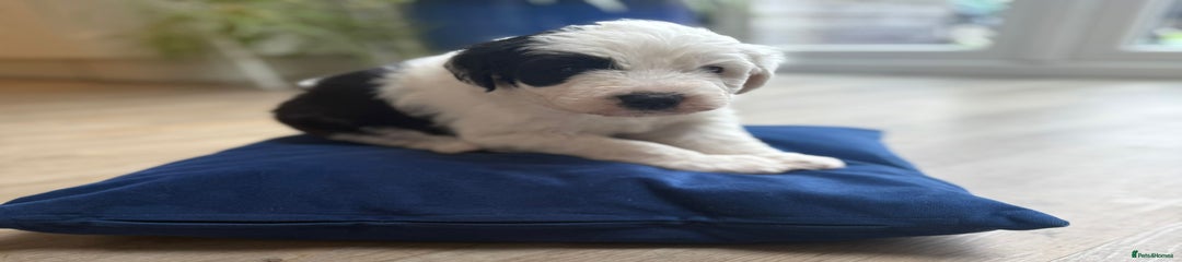 Sheepadoodle Puppy Sage