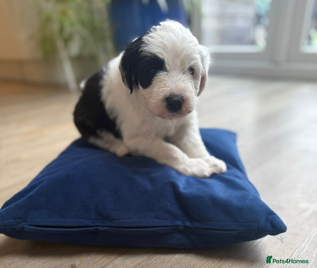 Sheepadoodle dogs for sale: Sheepadoodle Puppies -4 Female, 3 Male - Image 12
