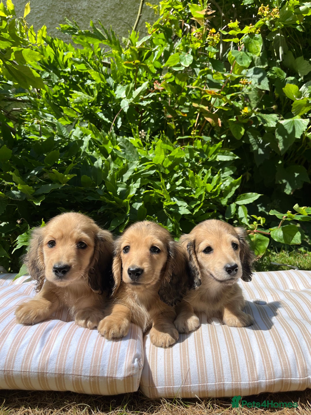 Miniature Dachshund dogs for sale: Miniature long coated dachshunds  in Craven Arms - Image 2