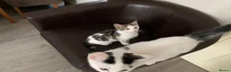 Mixed Breed cats for sale: Beautiful Mixed Kittens x5 - Microchipped - READY - Advert 14