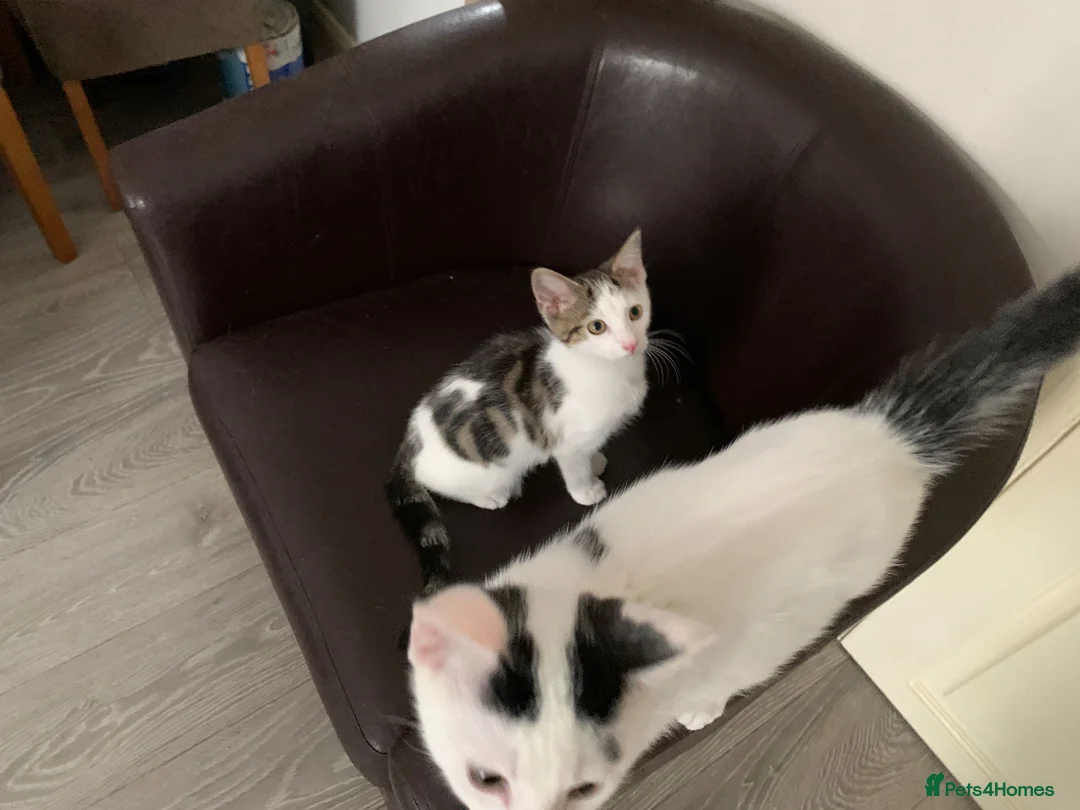 Mixed Breed cats for sale: Beautiful Mixed Kittens x5 - Microchipped - READY - Advert 14