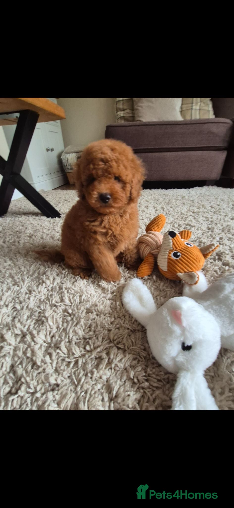 Toy Poodle dogs Kc regd Toy Poodles  - Advert 1