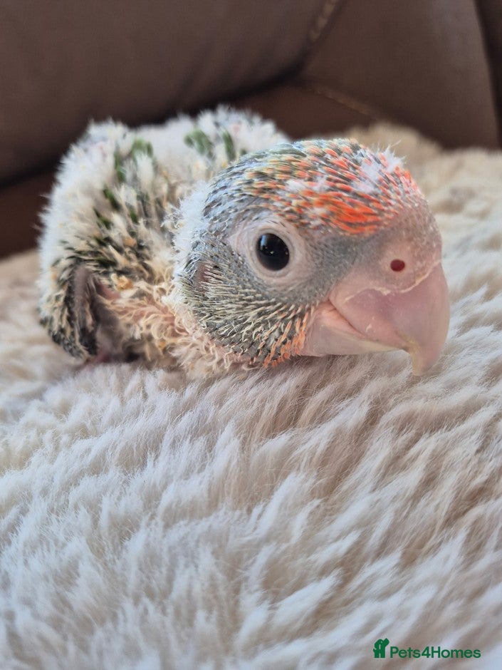 Parrots birds Cape Parrot for sale  - Advert 1