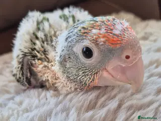 Parrots birds Cape Parrot for sale - Advert 1