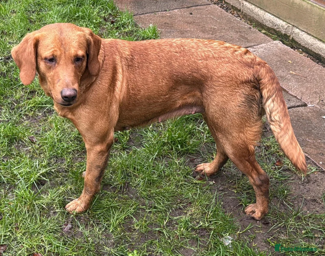 Goldador dogs for sale: BORN FROM HIP, ELBOW AND DNA PERFECT PARENTS - Advert 7