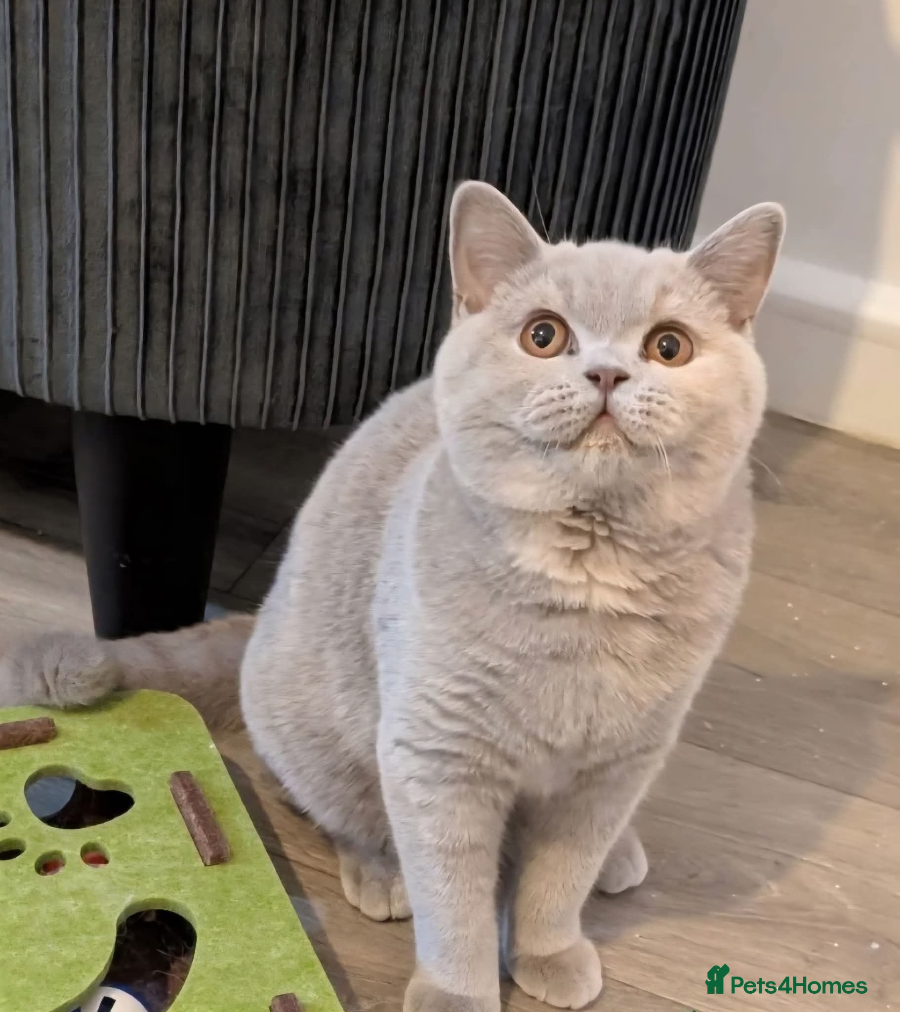 British Shorthair cats ACTIVE BSH LILAC TORTIE GCCF & TICA REGISTERED  - Advert 2