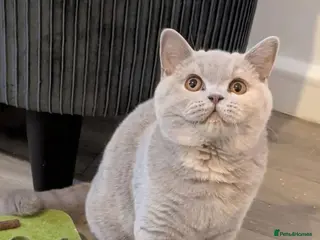 British Shorthair cats ACTIVE BSH LILAC TORTIE GCCF & TICA REGISTERED - Advert 4