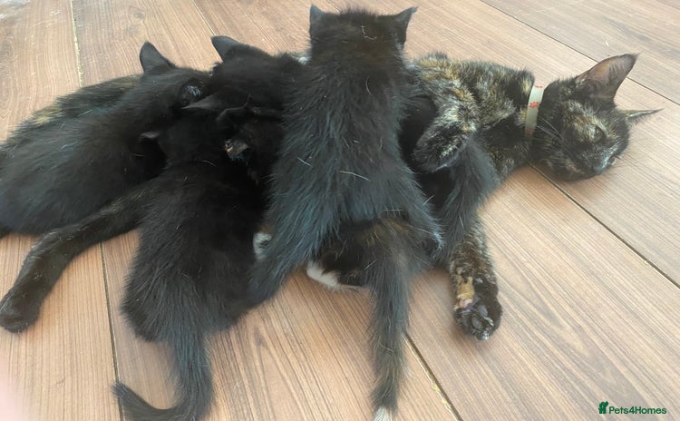 Mixed Breed cats for sale - Advert 1