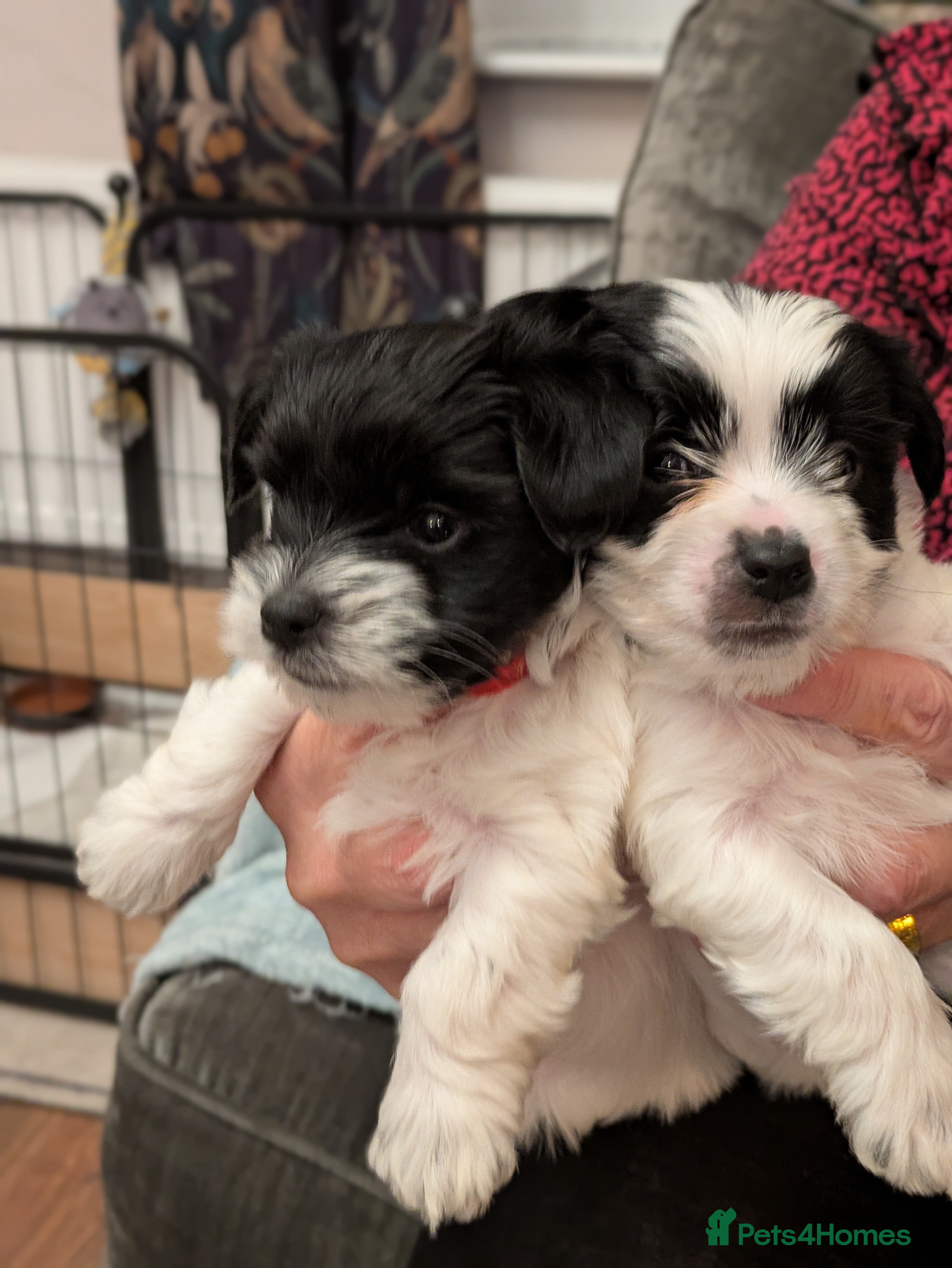 Biewer Terrier dogs Adorable Purebred Biewers  - Advert 2