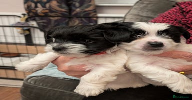 Biewer Terrier dogs Adorable Purebred Biewers  - Advert 10