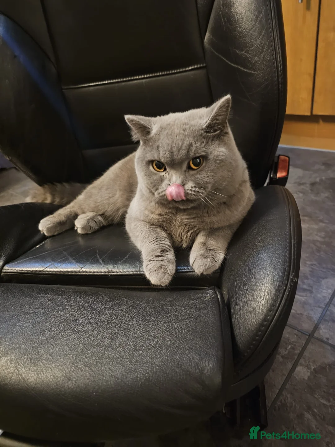 British Shorthair cats for stud: Mr Coco - Advert 6