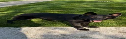 German Shepherd dogs for sale: Bitch GSD - Advert 2