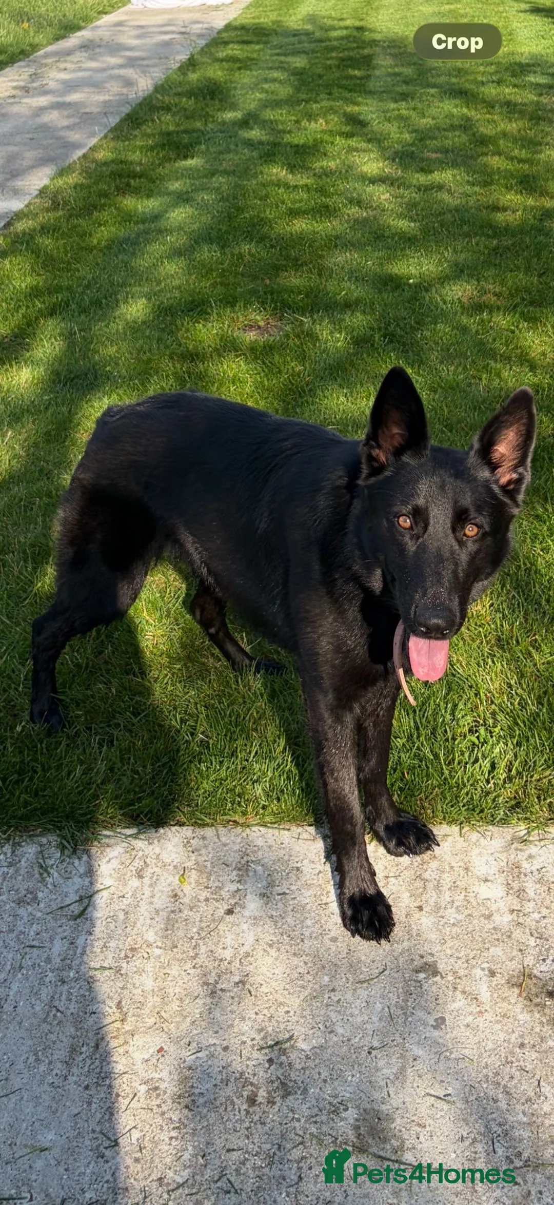 German Shepherd dogs for sale: Bitch GSD - Advert 2
