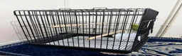 Ringnecks birds for sale: Young Indian Ringneck with cage  in Edgware - Advert 4
