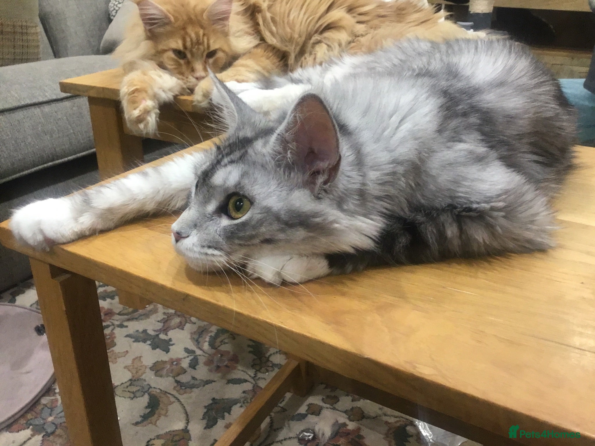 Maine Coon cats Beautiful full M/C silver tabby girl  - Advert 12