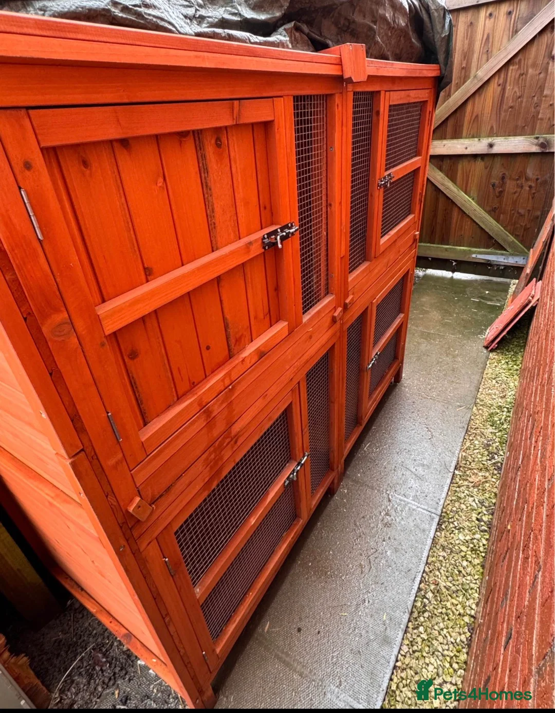 Mixed Breed rabbits for sale: 2 mix breed rabbits  - Advert 3