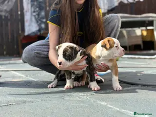 Mixed Breed dogs American bulldog x Staffy - Advert 19
