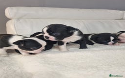 Boston Terrier dogs for stud: KC Boston Terrier for Stud - Image 5