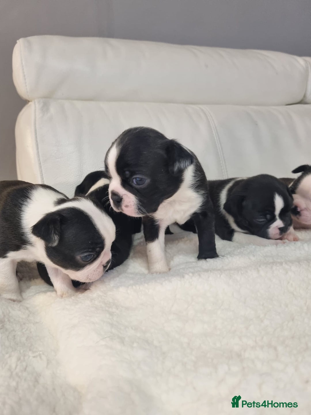 Boston Terrier dogs for stud: KC Boston Terrier for Stud - Image 5