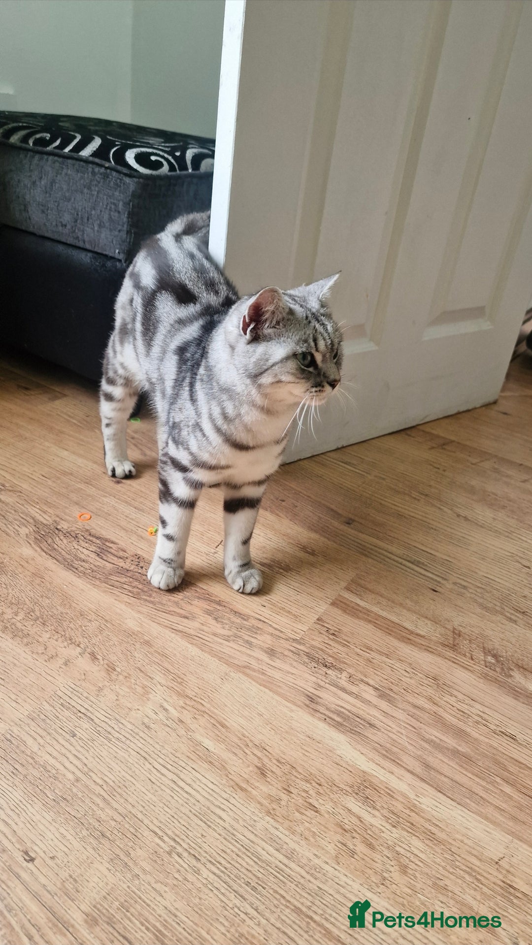 British Shorthair cats for sale: Silver Classic Tabby British Shorthair - Advert 4