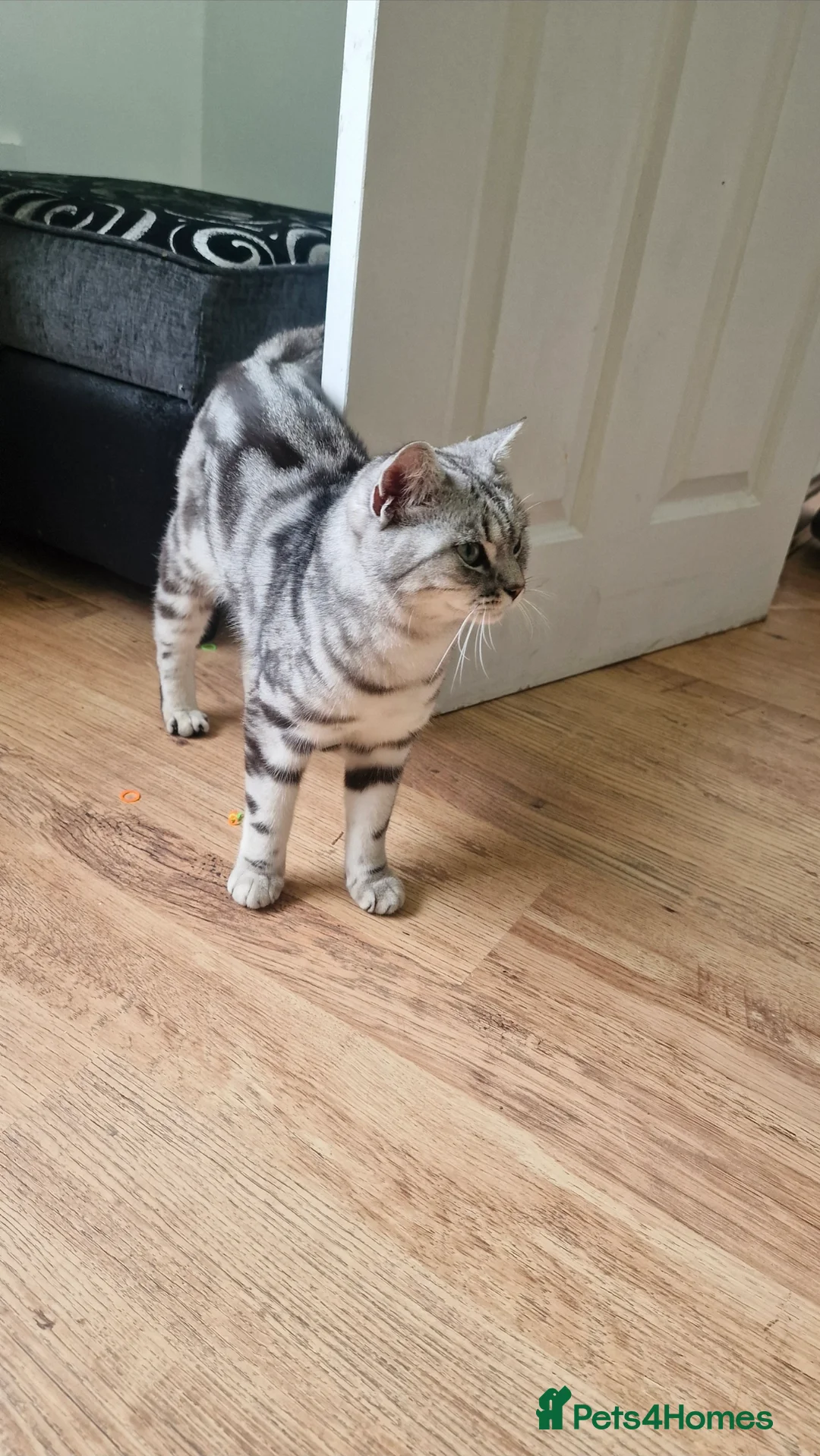 British Shorthair cats for sale: Silver Classic Tabby British Shorthair - Advert 2