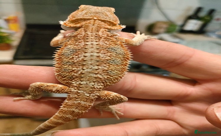 Bearded Dragon reptiles - Advert 17