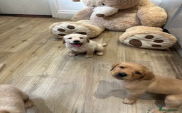 Labrador Retriever dogs for sale: My lovely Labrador puppies - Image 20