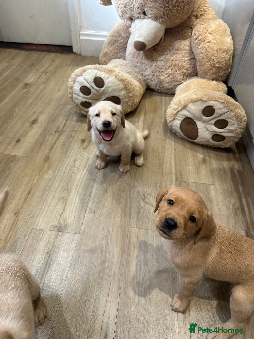 Labrador Retriever dogs for sale: My lovely Labrador puppies - Image 20