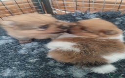 Pomeranian dogs for sale: Top Quality -KC registered  - Image 12