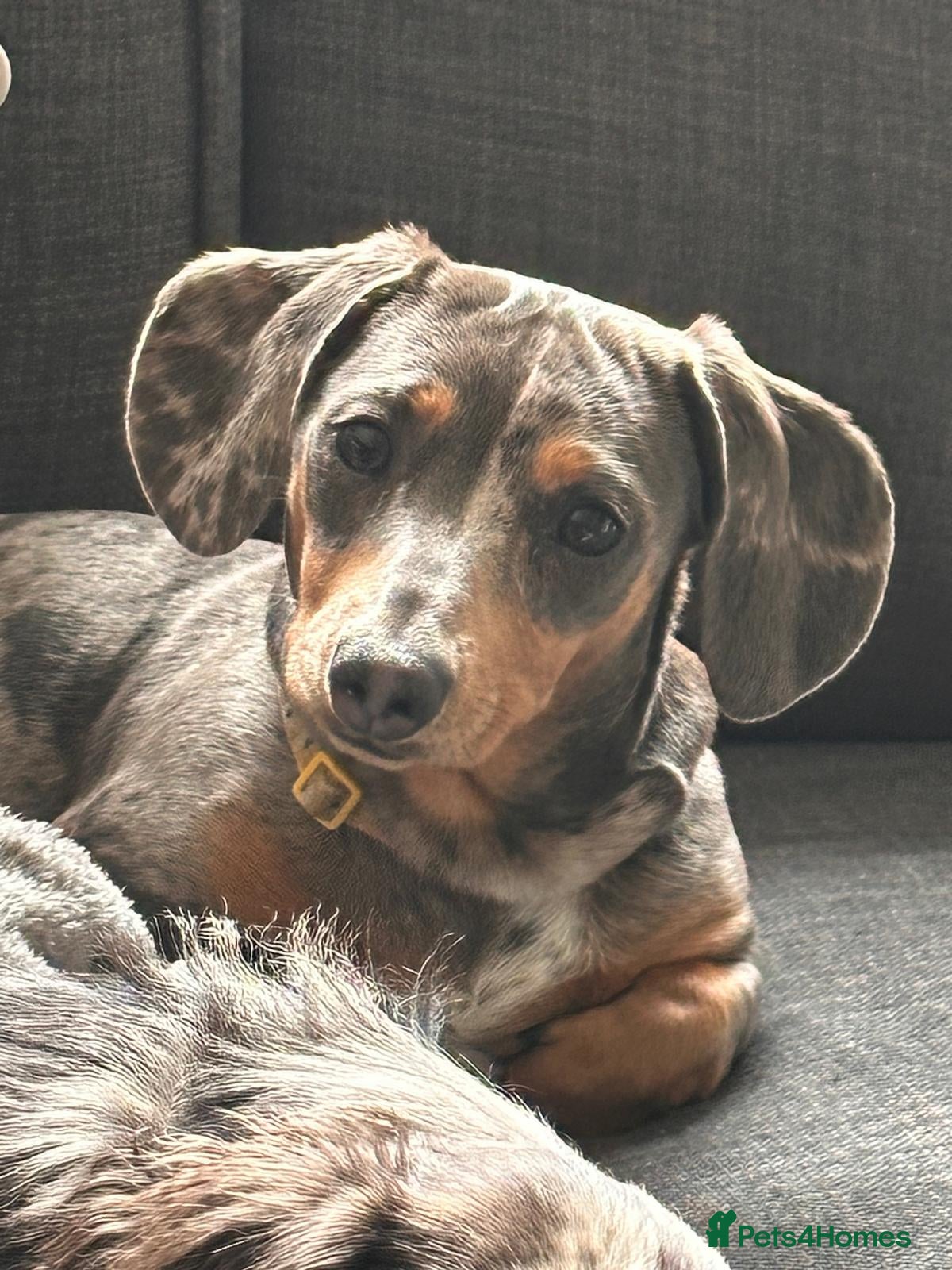 Miniature Dachshund dogs Beautiful Miniature dachshund pups  - Advert 18