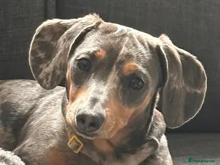 Miniature Dachshund dogs Beautiful Miniature dachshund pups - Advert 18