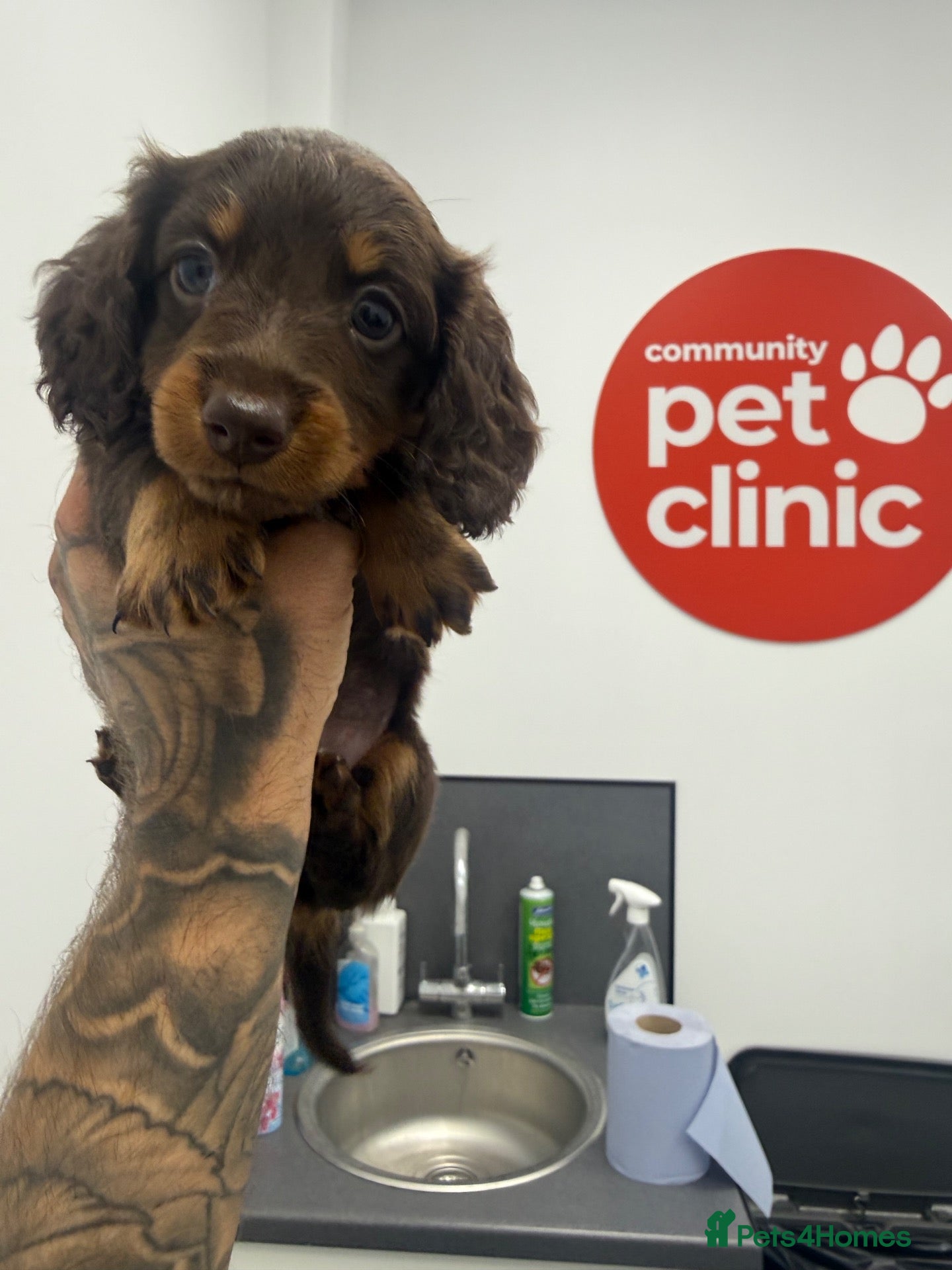 Miniature Dachshund dogs Our keeper girl is now for sale  - Advert 2