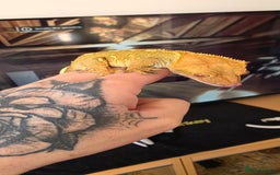 Gecko reptiles for sale: Crested gecko - Image 2