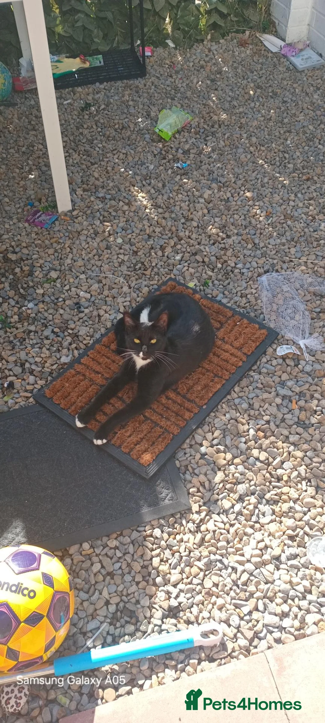 Mixed Breed cats for sale: Charie and lola  - Advert 4