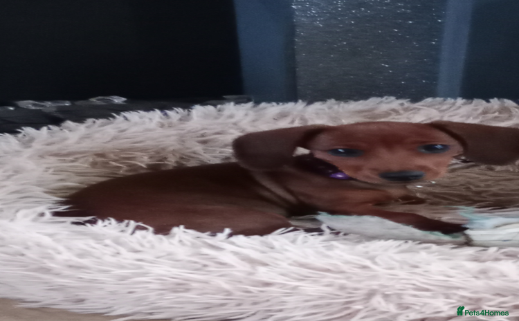 Miniature Dachshund dogs - Advert 2