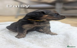 Mixed Breed dogs for sale: 4 girls available end of October  - Image 9