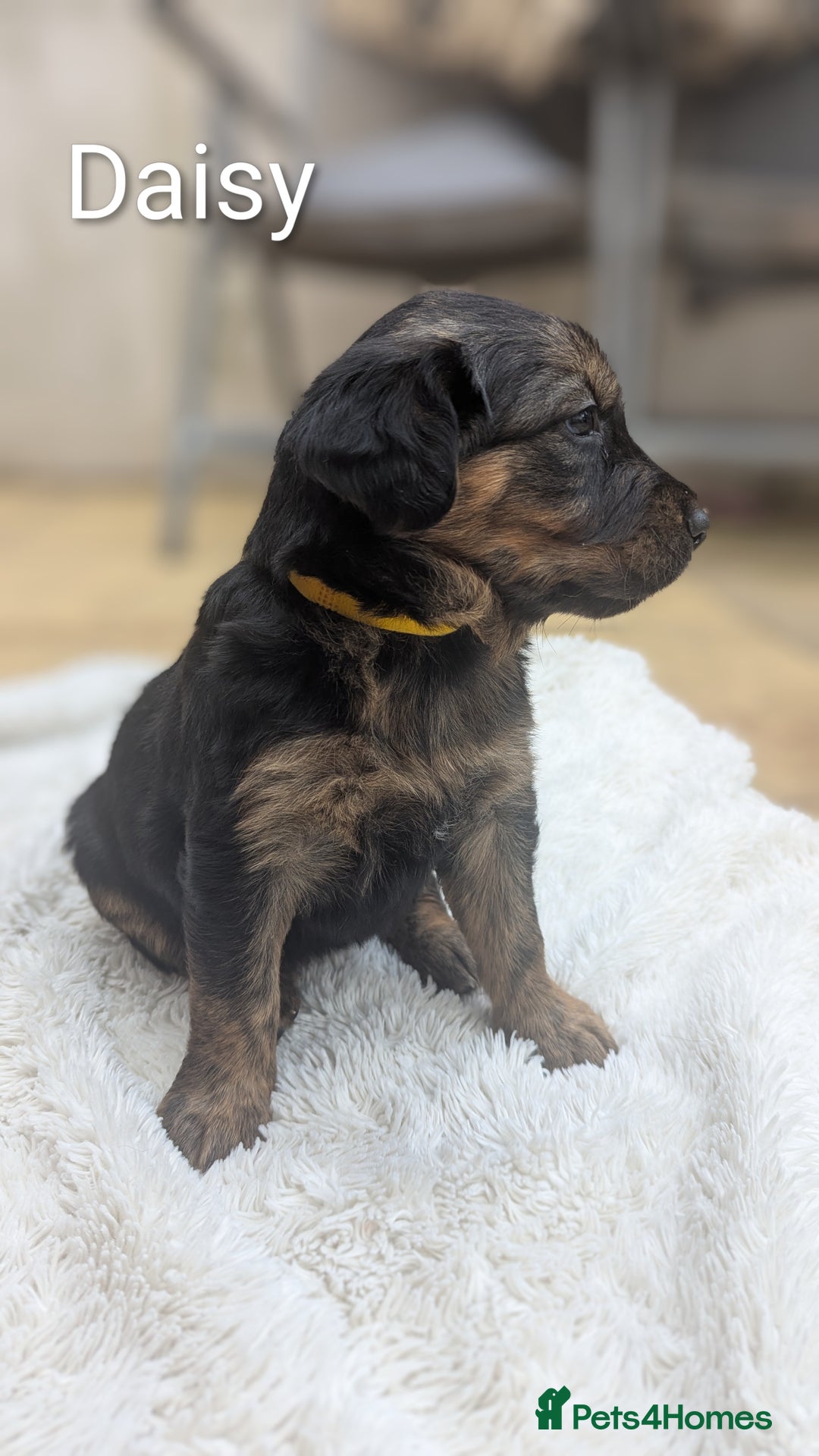 Mixed Breed dogs for sale: 4 girls available end of October  - Image 9